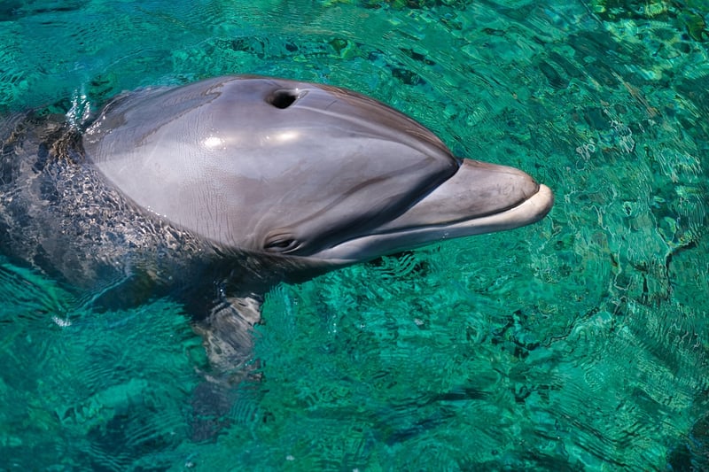 Dolphin in the ocean